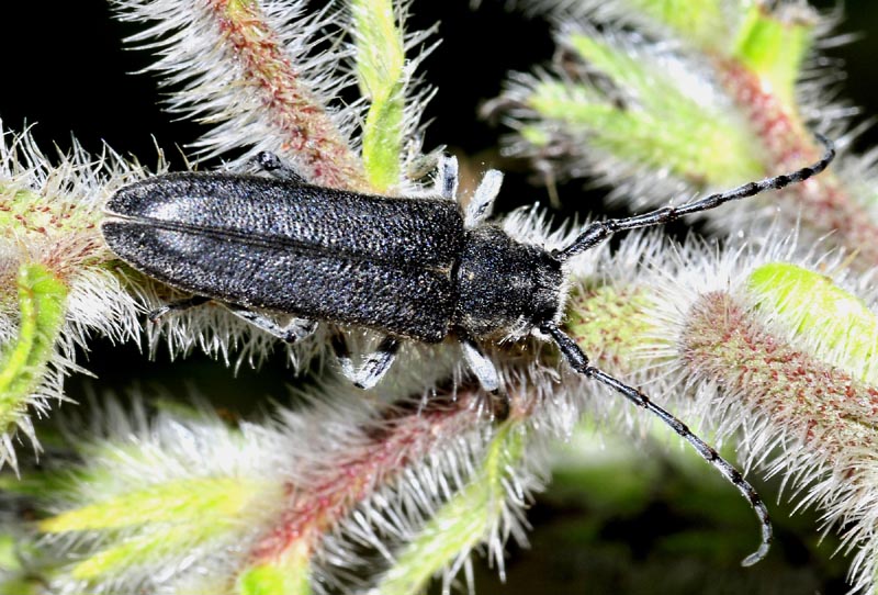 Cerambycidae: Opsilia coerulescens e Calamobius filum